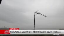 Κακοκαιρία: Κεραυνός Χτύπησε Κοπάδι Και Σκότωσε 88 Πρόβατα