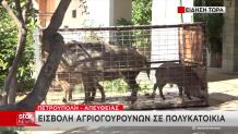 Αγριογούρουνα Στην Πετρούπολη: Επιχείρηση Στην Οδό Πίνδου