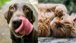 Παγκόσμια Ημέρα Αδέσποτων Ζώων