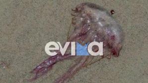 Γέμισαν Μωβ Μέδουσες Οι Παραλίες Της Εύβοιας