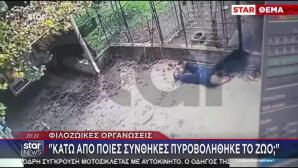 Επίθεση Ροτβάιλερ Στην Καλαμάτα -  Κατατέθηκε Μήνυση