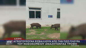 Αγριογούρουνα βόσκουν στο Δαφνί