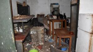 Δονούσα: Πρόστιμο 1,7 Εκατ. € Σε 63χρονο- Κρατούσε 58 Γάτες