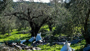 Ελαιοκομικό Μητρώο: Πώς Γίνεται Η Δήλωση - Τα Δικαιολογητικά