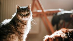 Νέοι Κανόνες Συνθηκών Διαβίωσης Σκύλων Και Γατών