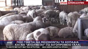 Τα Κοπάδια Μειώνονται - Το Αιγοπρόβειο Γάλα Αυξάνεται