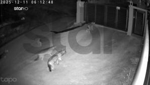 Βίντεο Με Λύκους Στο Πανόραμα Θεσσαλονίκης