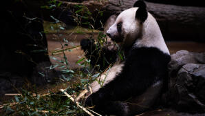 Συγκίνηση στην Ιαπωνία: Τα τελευταία πάντα φεύγουν για Κίνα