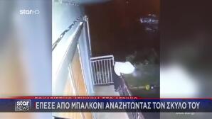 Αγρίνιο: Έψαχνε Τον Σκύλο Του Και Έπεσε Από Το Μπαλκόνι