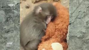 Viral το μαϊμουδάκι που βρήκε παρηγοριά σε ένα λούτρινο αρκουδάκι