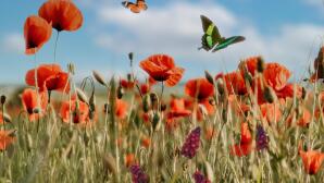 Εαρινή Ισημερία 2026: Πότε Μπαίνει Η Άνοιξη