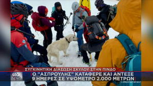 διάσωση σκύλου