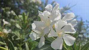 Πικροδάφνη