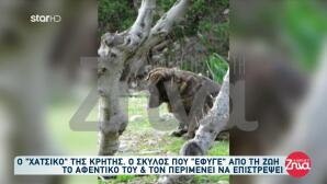 Χάτσικο της Κρήτης: Περιμένει Τον Κηδεμόνα Της Που Πέθανε