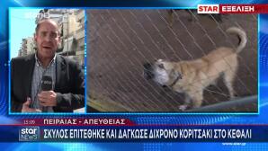 Πειραιάς: Σκύλος Δάγκωσε 2χρονη Στο Κεφάλι