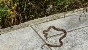 Σύρος: Οχιά Δάγκωσε 13χρονο