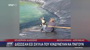 Κατερίνη: Έξι Σκυλιά Εγκλωβίστηκαν Σε Ταμιευτήρα Άρδευσης