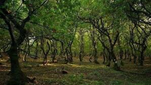 Ipsilantis Trail στις πλαγιές του Ελικώνα