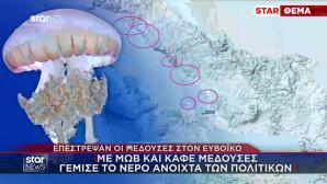 Μέδουσες: Eπανεμφανίστηκαν στις ελληνικές θάλασσες- «Στρατιές» στον Ευβοϊκό
