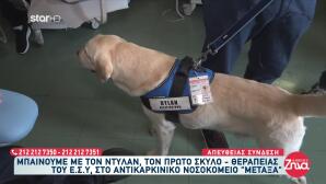 Ντίλαν: Αυτός Είναι Ο Πρώτος Σκύλος Θεραπείας