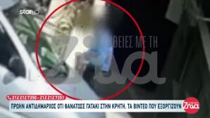 Κρήτη: Πρώην Αντιδήμαρχος Κατηγορείται Ότι Σκότωσε Γατάκι
