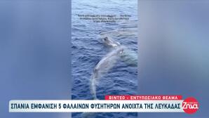 Σπάνια Εμφάνιση Φαλαινών Ανοιχτά Της Λευκάδας!