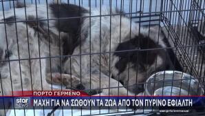 Φωτιά Πόρτο Γερμενό: Δεκάδες Ζώα Σώθηκαν Από Τις Φλόγες