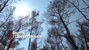 Φωτιές: Στάχτη Το Πράσινο Στολίδι Της Δυτικής Αττικής