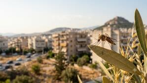 Ιός Δυτικού Νείλου: Συναγερμός Στην Αττική –Μέτρα Προστασίας