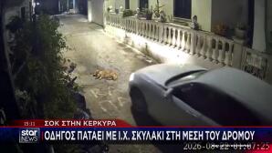 Κέρκυρα: Στον εισαγγελέα οδηγός που πάτησε & σκότωσε σκύλο που κοιμόταν