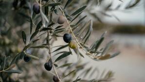 Ελαικομικό Μητρώο: Παράταση Υποχρεωτικών Δηλώσεων Συγκομιδής