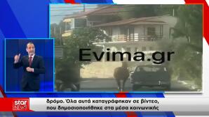 Εύβοια:Καταγγελία Για Τραυματισμένο Άλογο Δεμένο Σε Καρότσα