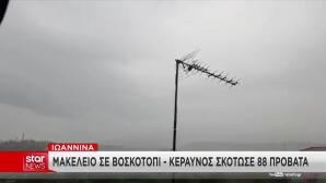 Κακοκαιρία: Κεραυνός Χτύπησε Κοπάδι Και Σκότωσε 88 Πρόβατα