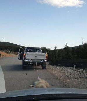 Λιβαδειά: Νεκρός Σκύλος Που Τον Έσερναν Από Καρότσα