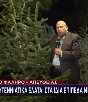 Χριστουγεννιάτικα έλατα: Ποιες είναι οι τιμές φέτος;