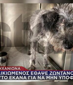 Θεσσαλονίκη: Έθαψε Ζωντανό Τον Σκύλο Της Κόρης Του!