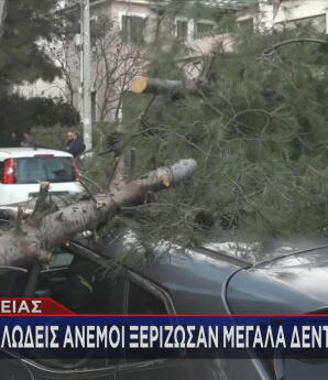 Πεσμένα δέντρα από τους ανέμους