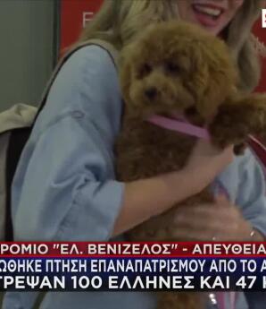 Επαναπατρίστηκαν Έλληνες Και Κατοικίδια Από Άμπου Ντάμπι