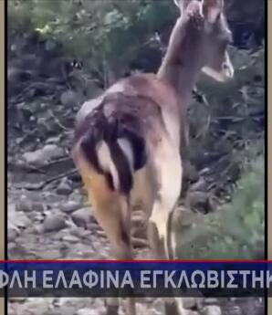 Ρόδος: Συγκινητική Διάσωση Τυφλής Ελαφίνας