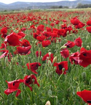 Καιρός: «Φθινοπωρινή Παρένθεση» Με Κρύο Την Πρωτομαγιά