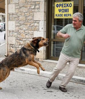 Βριλήσσια: Σκύλος Επιτέθηκε Σε Άνδρα Έξω Από Φούρνο