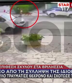 Βριλήσσια: Η Στιγμή Που Απομακρύνουν Τον Σκύλο Από Το Σημείο