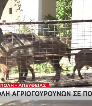 Αγριογούρουνα Στην Πετρούπολη: Επιχείρηση Στην Οδό Πίνδου