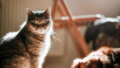 Νέοι Κανόνες Συνθηκών Διαβίωσης Σκύλων Και Γατών