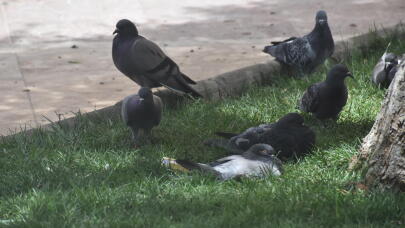 Ρωσία: Πώς Χρησιμοποιεί Περιστέρια Ως Κατασκόπους