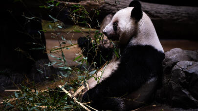 Συγκίνηση στην Ιαπωνία: Τα τελευταία πάντα φεύγουν για Κίνα