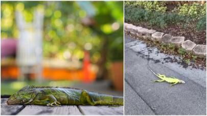 ΗΠΑ: «Πάγωσαν» τα ιγκουάνα από το κρύο στη Φλόριντα - Πέφτουν από τα δέντρα