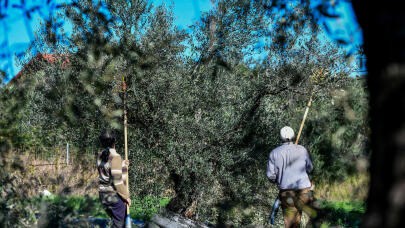 Ελαικομικό Δελτίο: Πώς Θα Κάνετε Βήμα Βήμα Τη Δήλωση