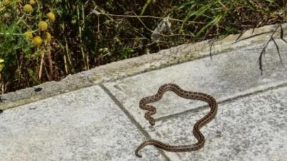 Σύρος: Οχιά Δάγκωσε 13χρονο