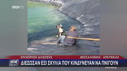 Κατερίνη: Έξι Σκυλιά Εγκλωβίστηκαν Σε Ταμιευτήρα Άρδευσης